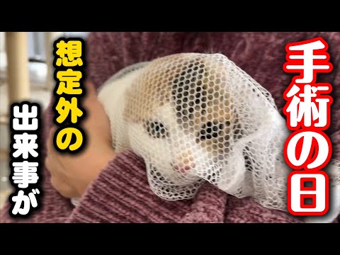 避妊手術日の朝に想定外の出来事が起こりました サムネイル