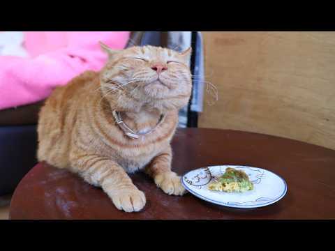 ちゃぶ台の上のふきのとうの天ぷら　260411 サムネイル