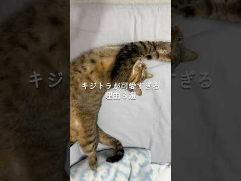 キジトラが可愛すぎる理由3選 猫 ねこ 猫のいる暮らし ねこのいる生活 保護猫 猫好きさんと繋がりたい ねこのいる生活… サムネイル