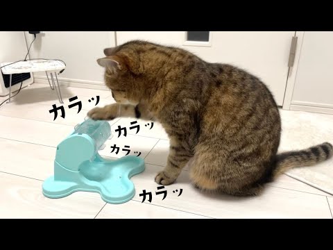 おやつマシーンから予想外の量のご飯が出てきた時の猫の反応がこちらですww