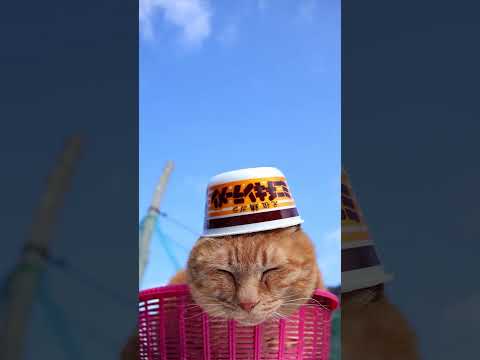 チキンラーメンどんぶりミニ　260522　 cat のせ猫 kitty　 チキンラーメンどんぶりミニ ネコ　 cute…