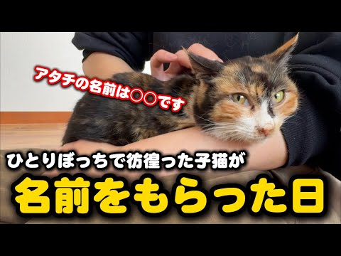 ひとりぼっち彷徨った子猫の名前が決まりました サムネイル