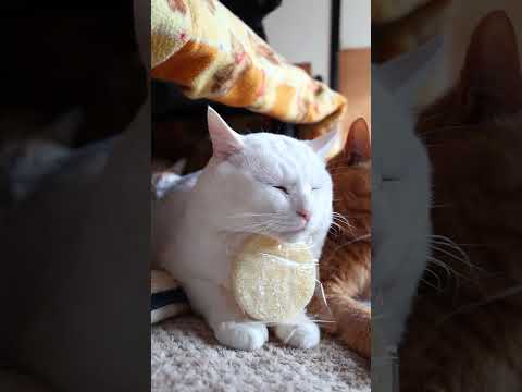 ふくべ煎　260322　のせ猫　 cat　 cute　 kitten  cutecat　 kitty animals… サムネイル