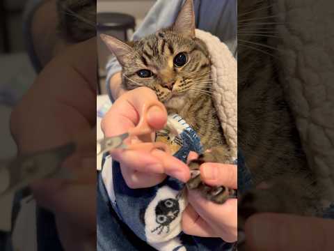 大暴れたぬきの爪切りが大変...!! cat 猫 サムネイル