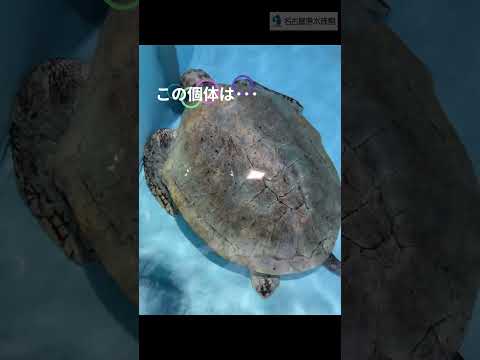 ヒメウミガメ～オス・メスの見分け方～  名古屋港水族館 shorts サムネイル