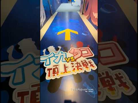 《鳥羽水族館》春の企画展「イカvsタコ頂上決戦」開催中🦑🐙　鳥羽水族館 tobaaquarium イカvsタコ頂上決戦… サムネイル