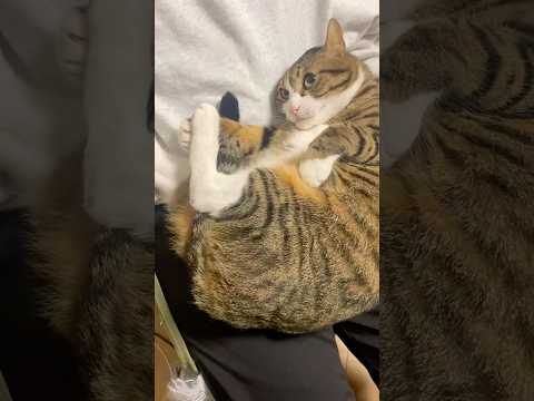 次男を好きな猫 cats short球太 サムネイル