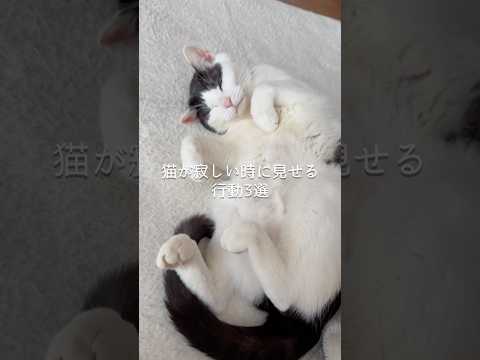 猫が寂しい時に見せる行動3選 猫 ねこ 保護猫 猫のいる暮らし ねこのいる生活 猫動画 猫好きさんと繋がりたい 猫好き… サムネイル
