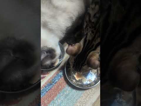 シャム猫ベンガルshorts funny catbengarusiamese サムネイル