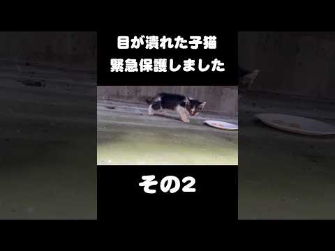 目が潰れた子猫を緊急保護しました【その2】 サムネイル