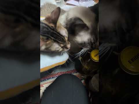 2月16日ベンガルシャム猫shorts funny cat猫ミャク子 サムネイル