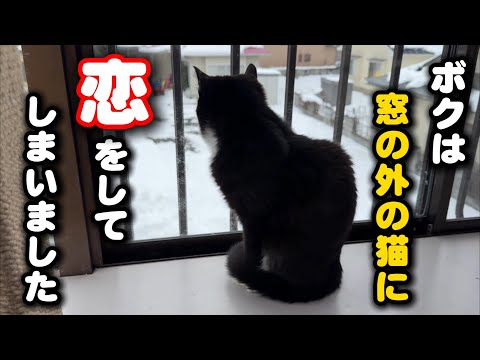 雪の中にいる外猫に恋をしてしてしまいました サムネイル