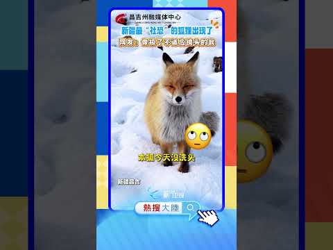 【萌寵】逃離鏡頭？新疆雪地出現「社恐」狐狸 サムネイル
