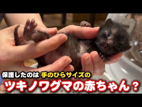 子猫じゃなくツキノワグマの赤ちゃんだったかも