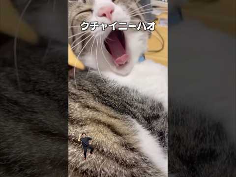 「猫のお口がクチャイニーハオ」猫あるある|フルはApple Musicほか音楽アプリへ サムネイル