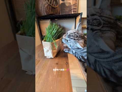 アメショーのラッテ アメショ アメリカンショートヘア 猫と暮らす家＃猫との暮らし猫 サムネイル