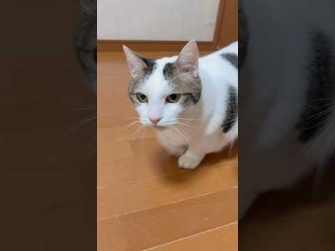 シャー言われるで サムネイル
