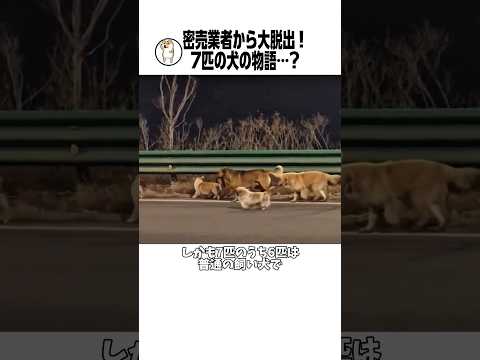 7匹の犬の話の裏側 サムネイル