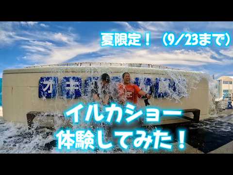 イルカショーを体験してみた!