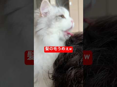 寝てたら髪の毛食べられました… cat 猫 子ネコ 猫のいる暮らし ぽこ太郎 サムネイル
