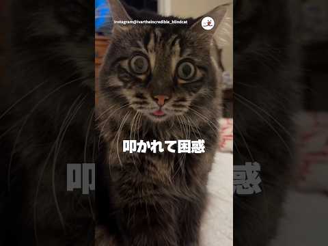 殴るなんて…|PECO @ivartheincredibleblindcat