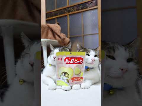 ハッピーニャーン　260224　のせ猫　 cat cute ねこ ねこ 猫のいる暮らし ネコ　 kitten　 cut… サムネイル