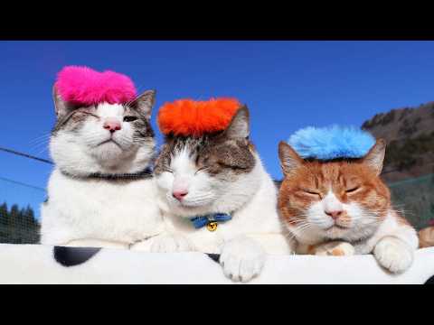 カラフルしゅしゅ　のせ猫　260413 サムネイル