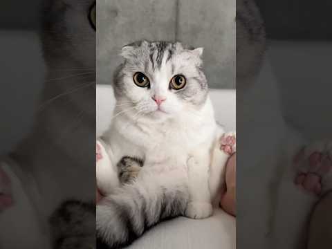 😽 cat 猫 サムネイル