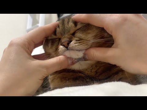 お腹の上でくつろぐ猫の顔をむにゅっと潰してみたら… サムネイル