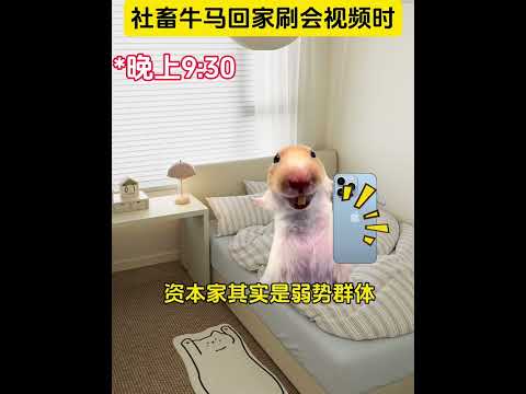 社畜牛马回家刷会视频时 有趣 猫meme 猫meme剧场 猫meme小剧场 内容过于真实  故事 貓 猫猫meme小剧…