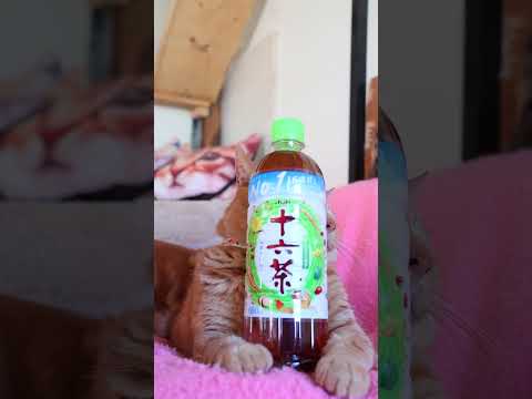 アサヒ 十六茶 PET660ml　260613　 cat のせ猫 cute　 アサヒ  十六茶cutecat　 アサヒ… サムネイル