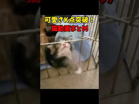 可愛さK点超え！ #猫 #cat #cats #cute サムネイル