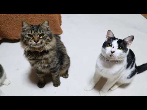 首振りクロ　260412 サムネイル