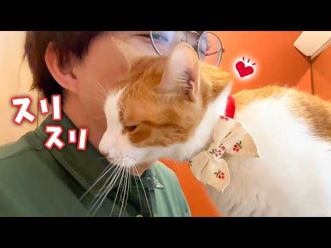寝起きからずっと飼い主の顔にスリスリが止まらなくなった猫が可愛すぎました…。 サムネイル