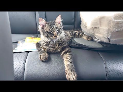 ３ヶ月一緒に過ごした子猫と急遽離れて暮らすことになりました。