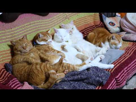 おすわりむぎぼーたまもふ  　260314 サムネイル