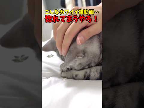 惚れてまうやろぉ！ 猫 cat cats cute サムネイル