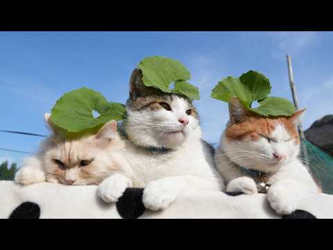 小さいフキの葉　のせ猫　260514 サムネイル