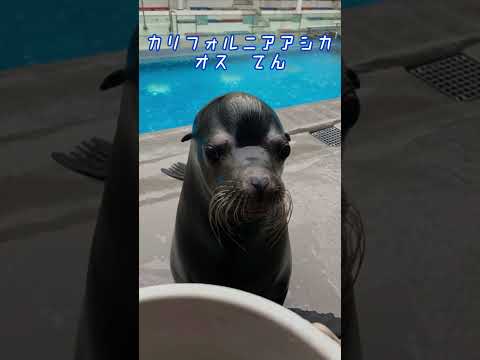 オスアシカの鳴き声【 加茂水族館 】 サムネイル