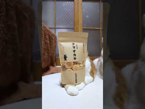 クマオカキ　260609　 cat のせ猫 cute　 クマオカキオカキ cutecat　 ねこ猫のいる暮らし クマ…