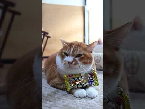 ブラックサンダー ふわさくきなこ　260302　のせ猫　 cat　 cute　 ねこ　 ネコ　 猫のいる暮らし　 猫… サムネイル