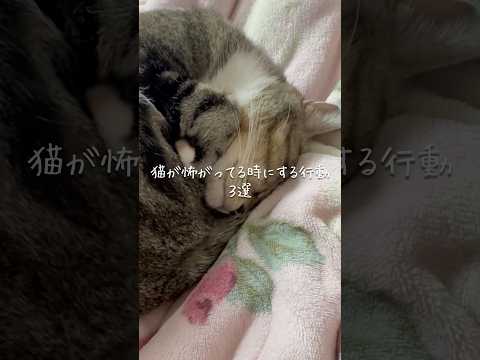 猫が怖がってる時にする行動3選 猫 ねこ 猫のいる暮らし 保護猫 猫好きさんと繋がりたい ねこのいる生活 猫動画 雑学… サムネイル