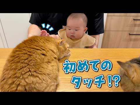愛猫が甘えん坊すぎて赤ちゃんの距離が近付いてきました！