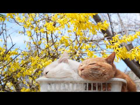 レンギョウ のせ猫　2026　260425 サムネイル