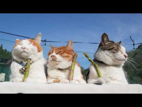 アスパラのせ猫　260520 サムネイル