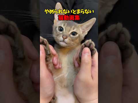 とまんねええええ！　猫 cat cats cute サムネイル