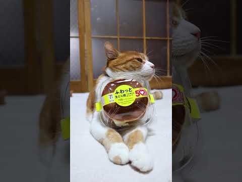 ふわっと生どら焼つぶあん＆ホイップ（50％以上増量感謝盛り）260518　 cat のせ猫 cute 三毛猫 ふわっと…