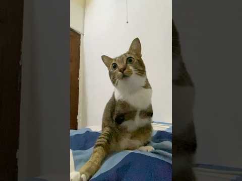 Tutu does a spin and flips over サムネイル