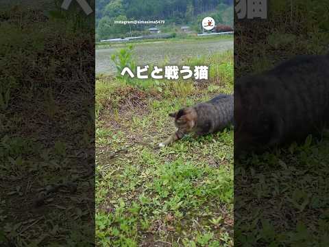 古いロープと戦う猫｜PECO