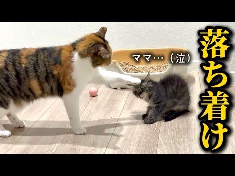 【初対面】合流初日からやんのかステップでイキリ散らかした結果、早速お説教を喰らう新入り子猫